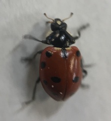 Hippodamia quinquesignata