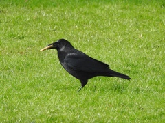 Corvus corone