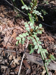 Rosa multiflora