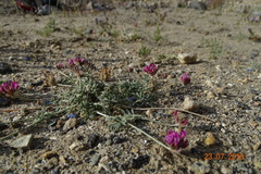 Astragalus granitovii