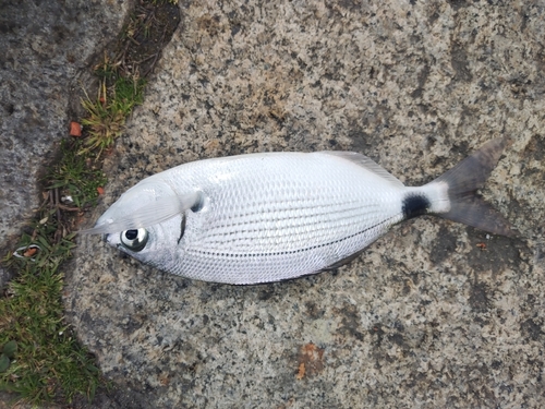 Oblada melanurus