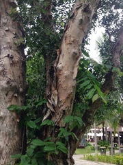 Melaleuca leucadendra