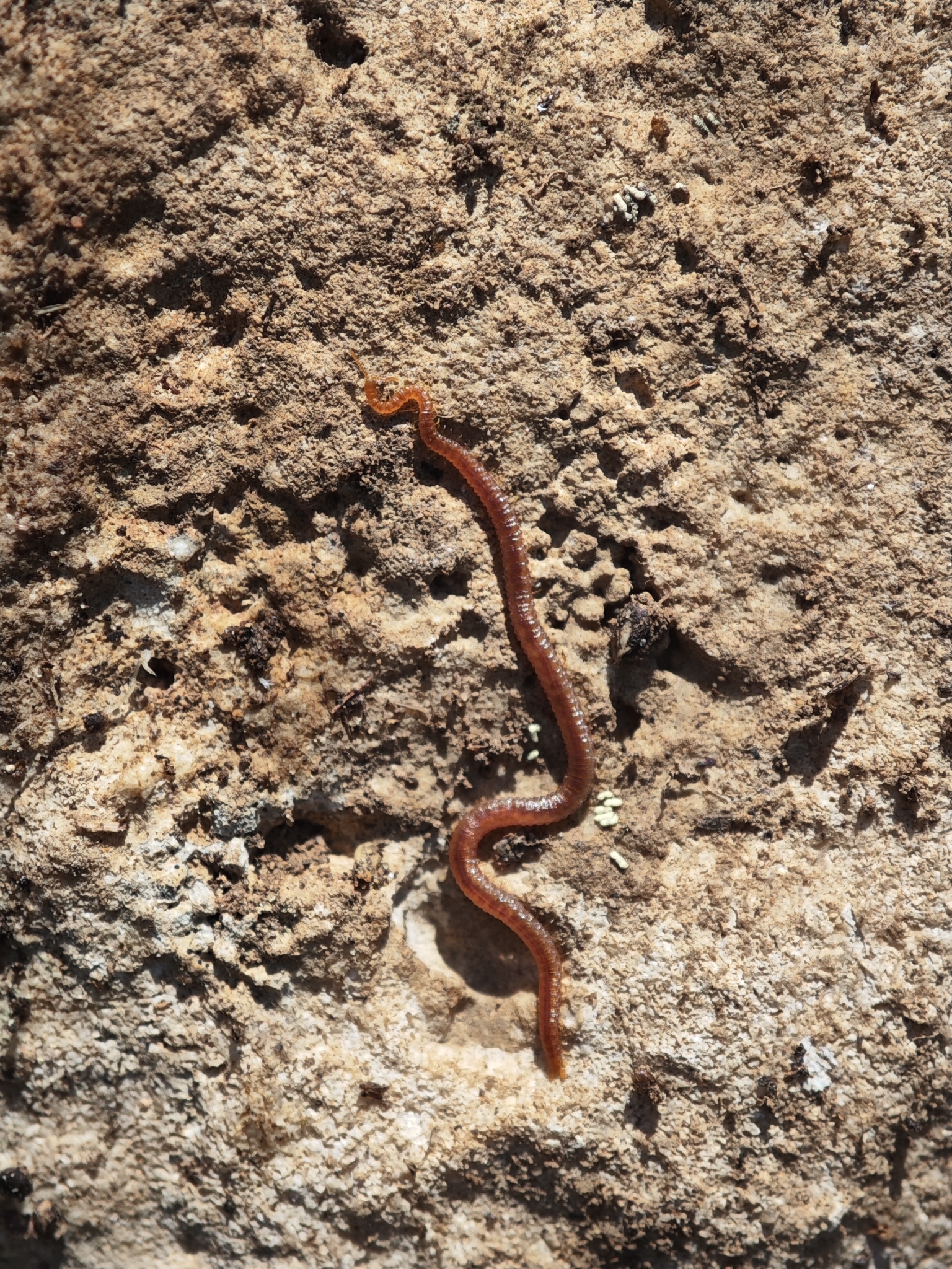 Dignathodon microcephalus Lucas, 1846