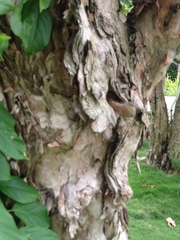 Melaleuca leucadendra