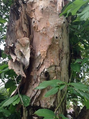 Melaleuca leucadendra