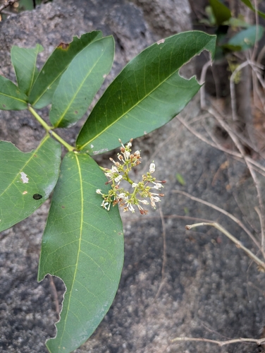 Torch Tree (Ixora pavetta)