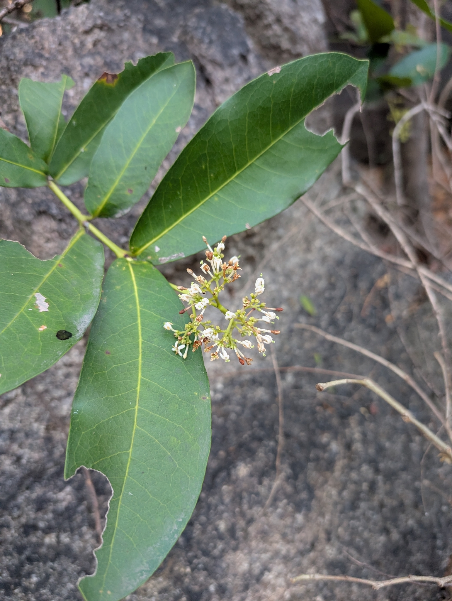 Torch Tree (Ixora pavetta)
