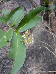 Ixora pavetta, photograph (c) Ravuri Krishna Chaitanya, some rights reserved (CC BY)