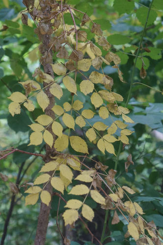 Japanese angelica tree