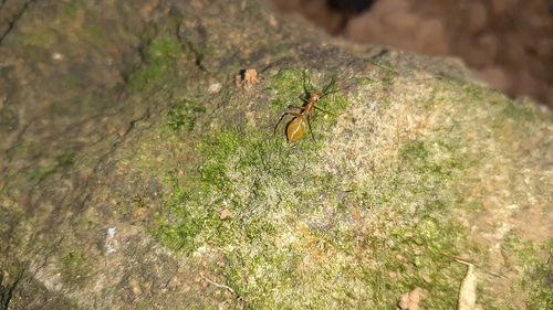 Red Weaver Ant-mimicking Spider