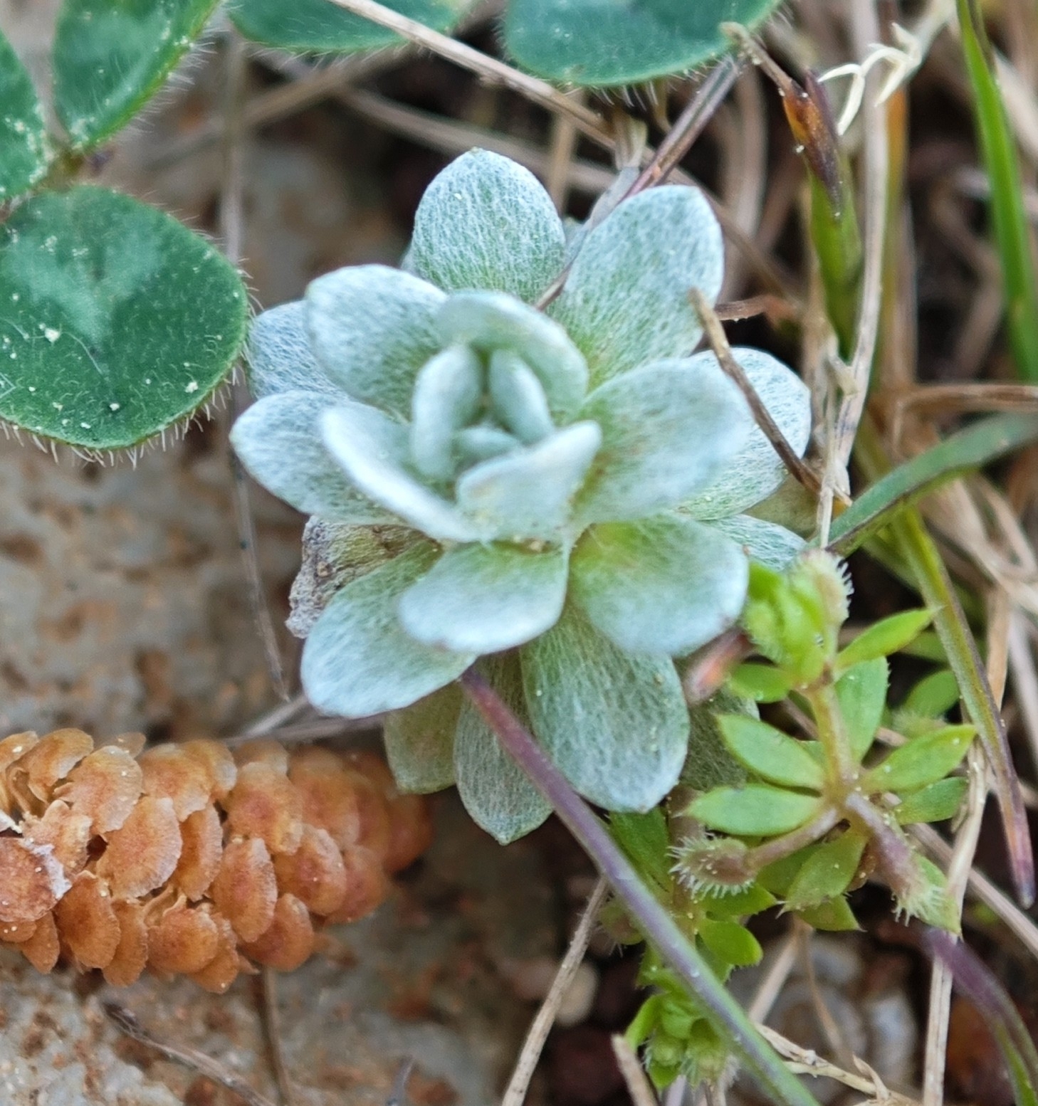 Imagem de Filago pygmaea