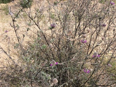 Dalea pulchra