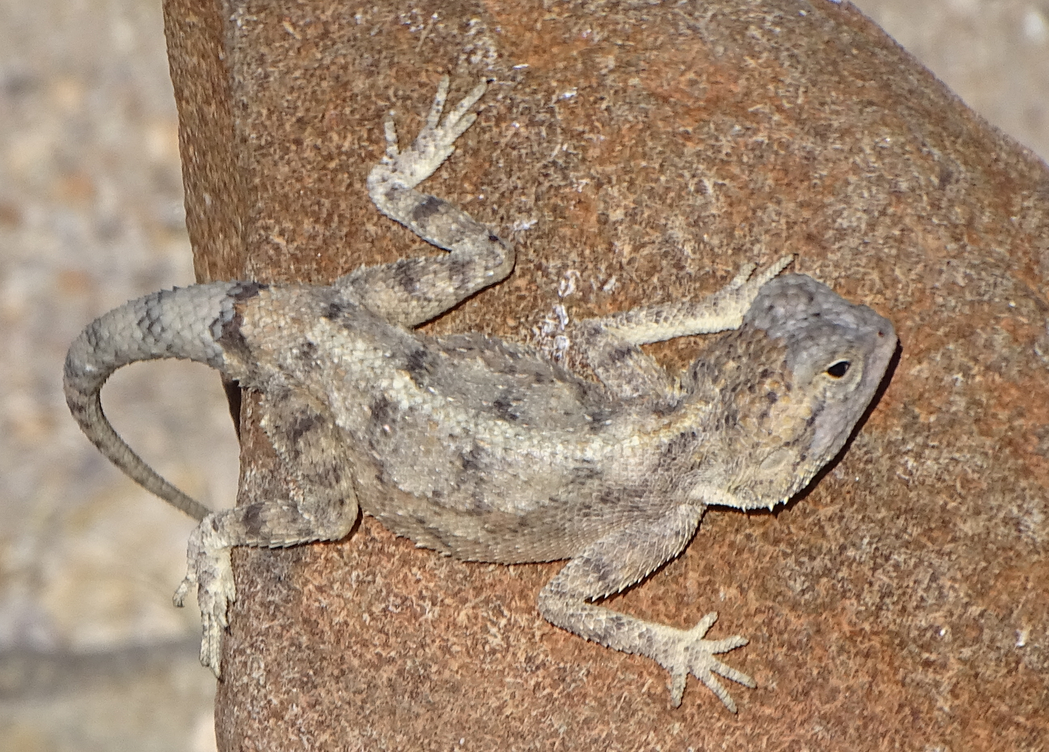 Agama anchietae Bocage, 1896