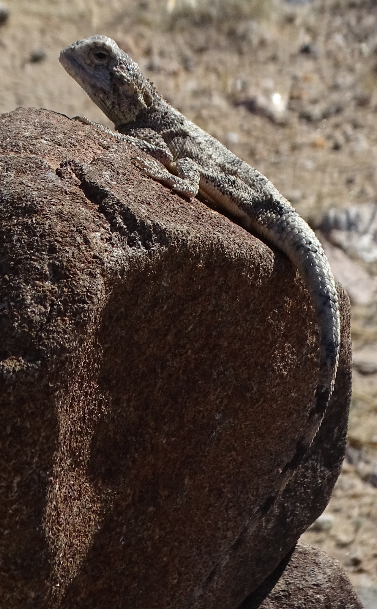 Agama anchietae Bocage, 1896