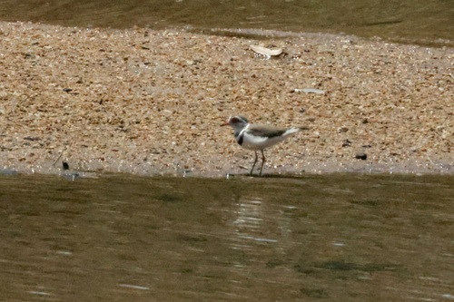 iNaturalist: (c) abcdefgewing, some rights reserved (CC BY-NC), uploaded by abcdefgewing iNaturalist image