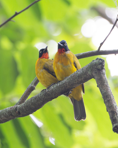 Ruby-throated Bulbul (Rubigula dispar), photo 7
