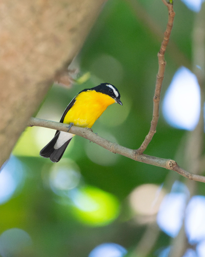 Yellow-rumped Flycatcher (Ficedula zanthopygia), photo 1
