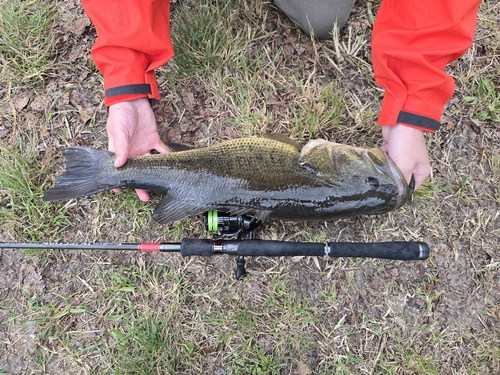 Micropterus nigricans