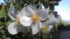 Eucryphia cordifolia