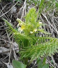 Pedicularis condensata, photograph (c) нина рафаиловна, some rights reserved (CC BY)