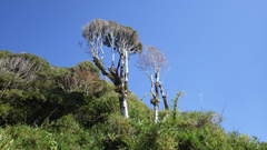Fascicularia bicolor