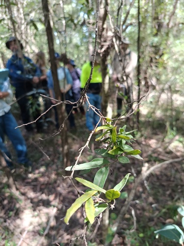 Apple Berry (Billardiera scandens)