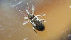 Dorytomus ictor