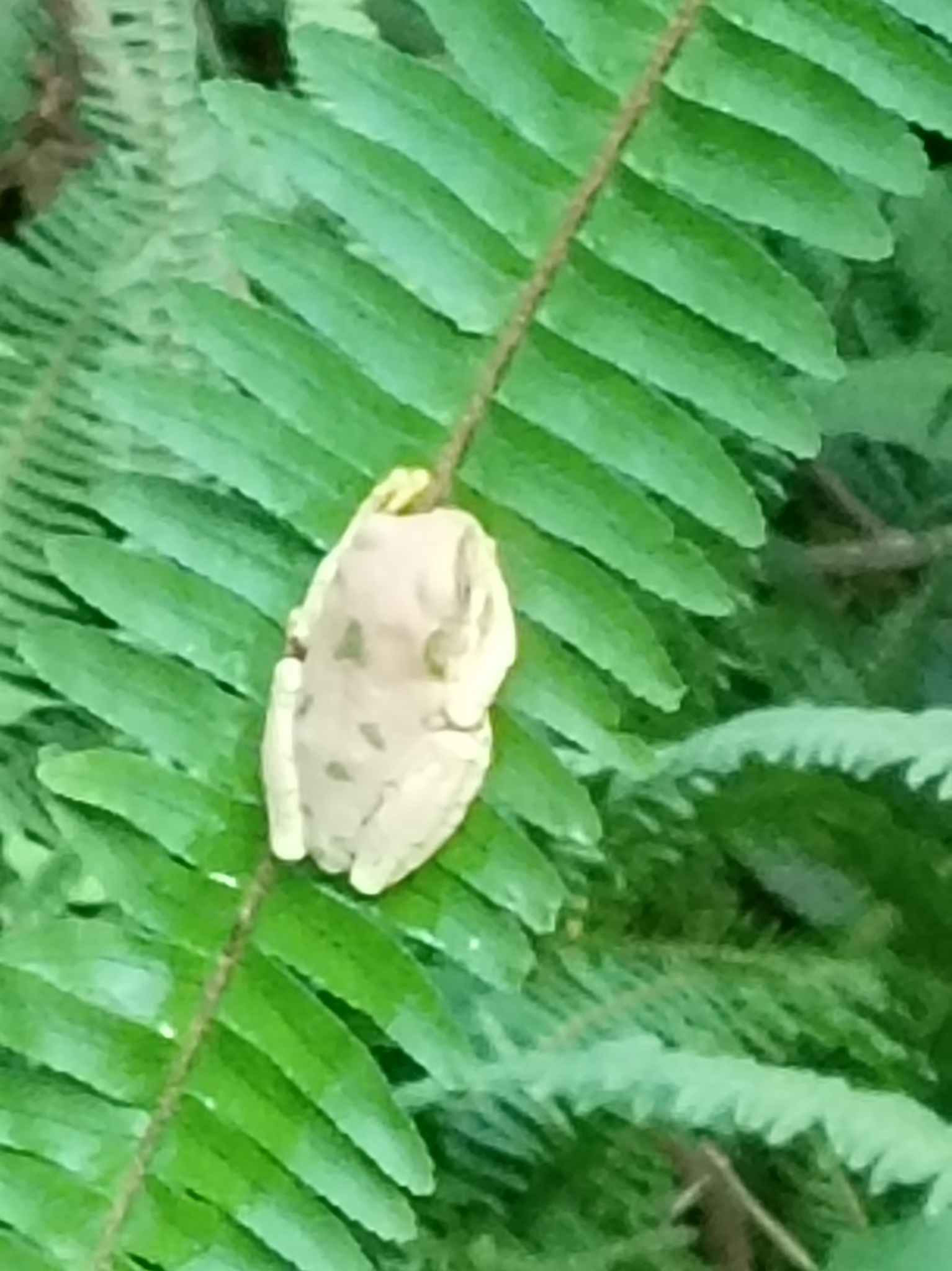 Leptopelis natalensis (Smith, 1849)