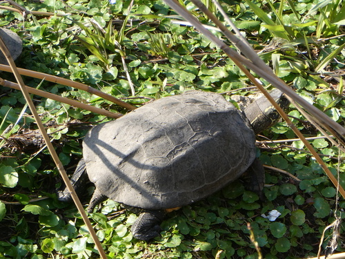 Mauremys reevesii