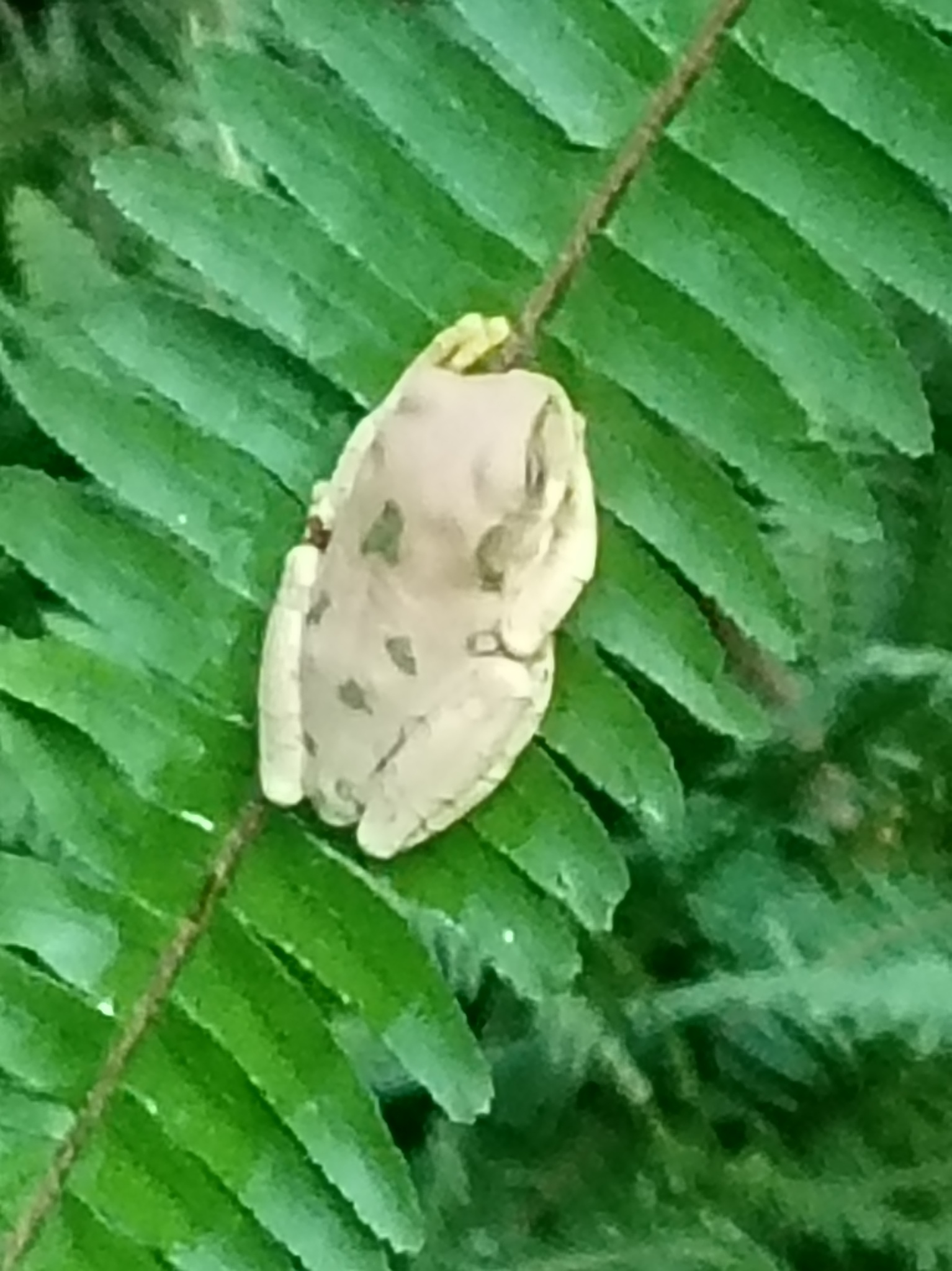 Leptopelis natalensis (Smith, 1849)