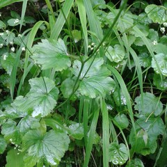 Pimpinella tripartita, photograph (c) нина рафаиловна, some rights reserved (CC BY)