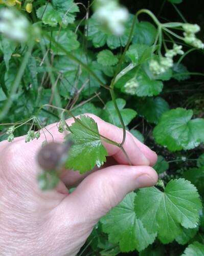 Pimpinella tripartita, photograph 6