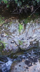 Francoa appendiculata