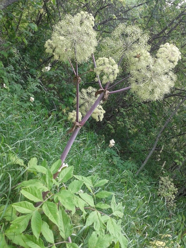 Garden angelica (Angelica archangelica)