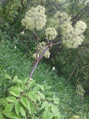Garden Angelica (Angelica archangelica)