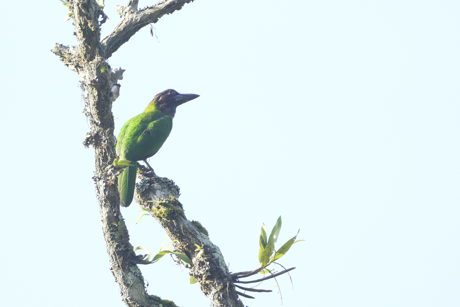 Brown-throated Barbet (Psilopogon corvinus), photo 2