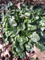 Ficaria verna