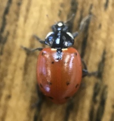 Hippodamia quinquesignata