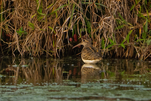 iNaturalist: (c) tianyang, some rights reserved (CC BY-NC) iNaturalist image