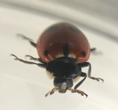 Hippodamia quinquesignata