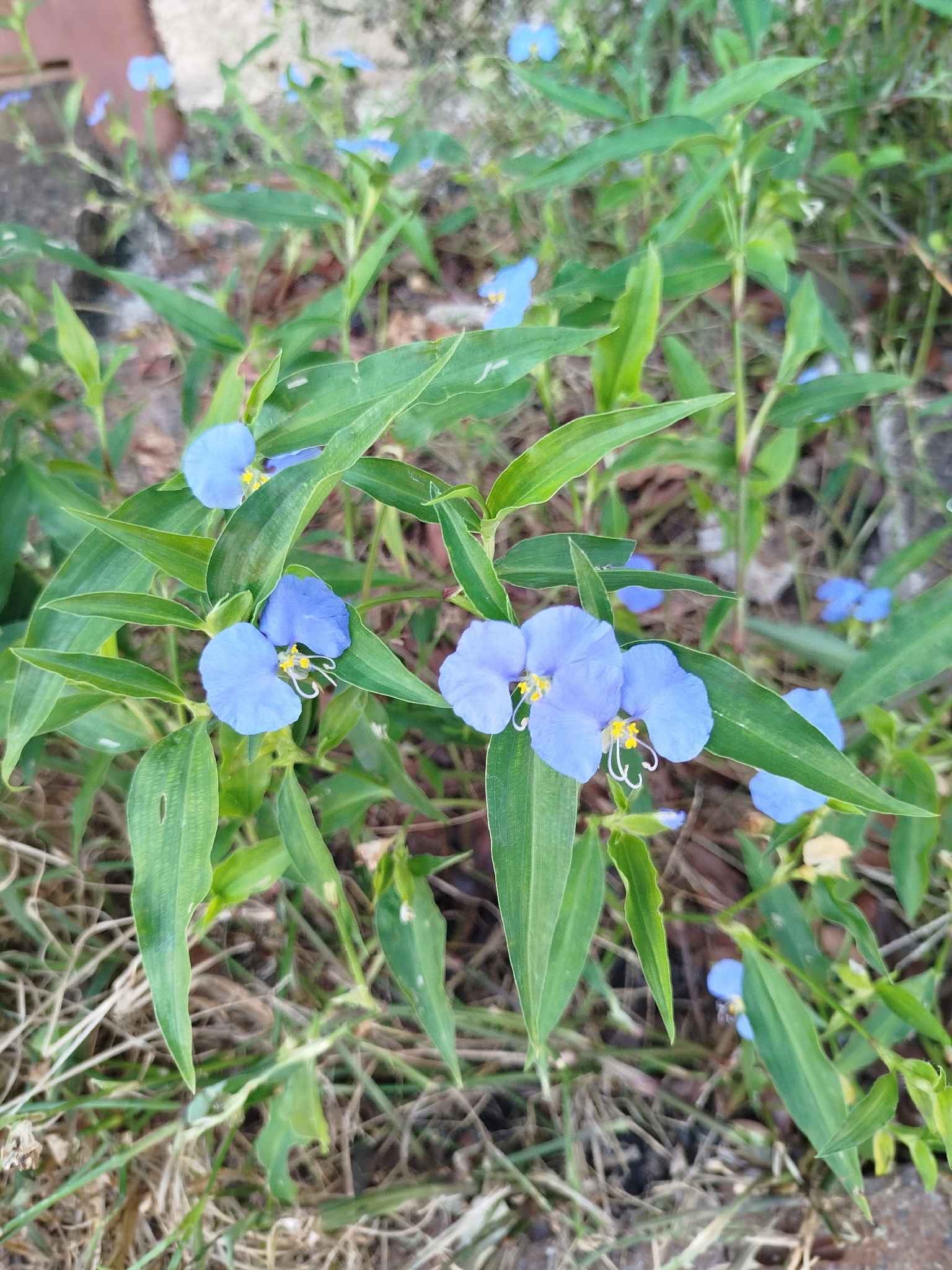 Commelina erecta