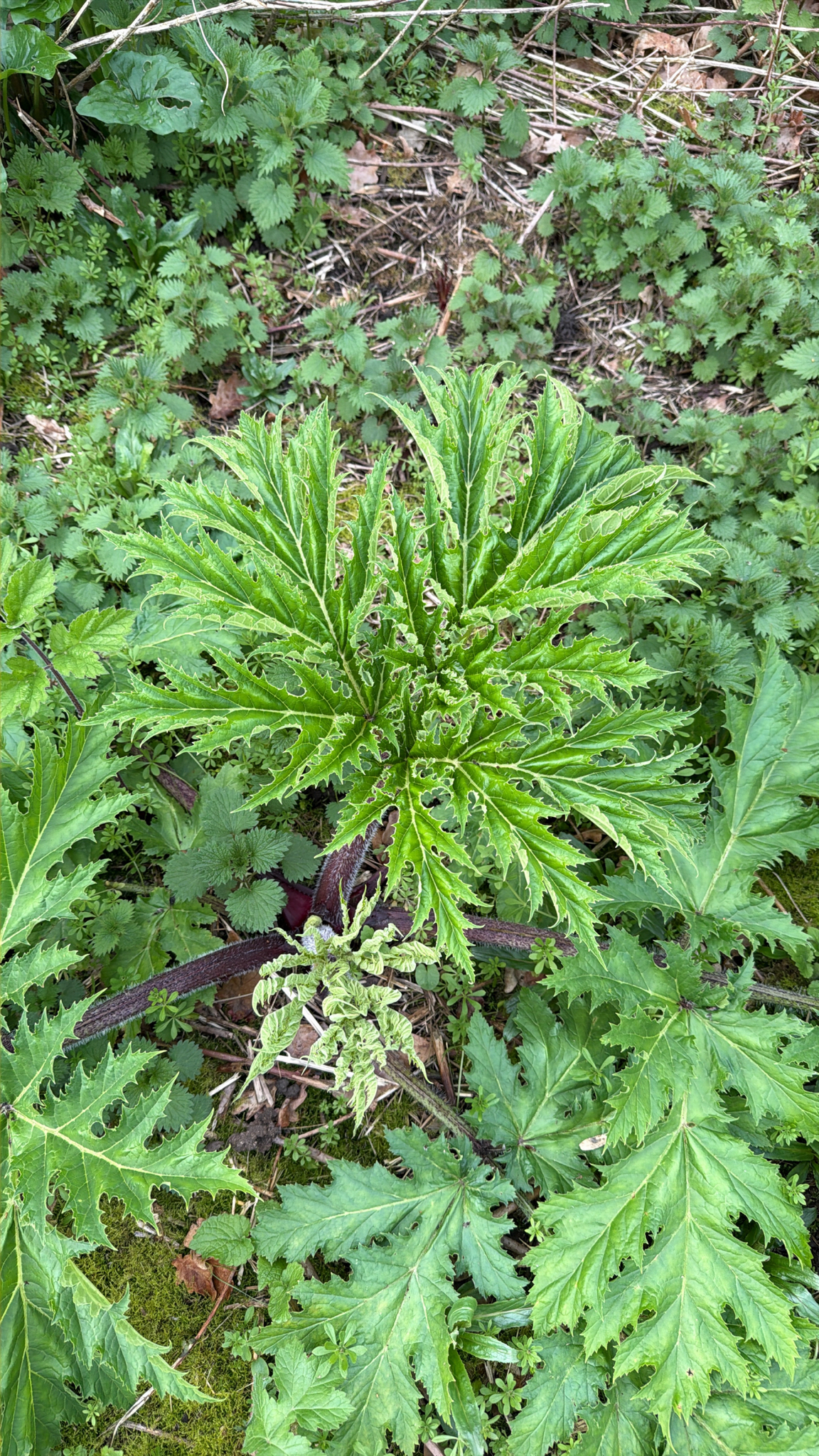 Imagem de Heracleum mantegazzianum