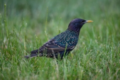 Sturnus vulgaris