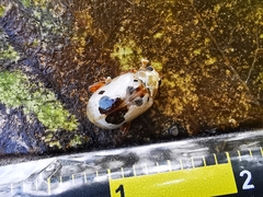 Acrocyum dorsalis