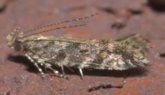 Aristotelia rubidella