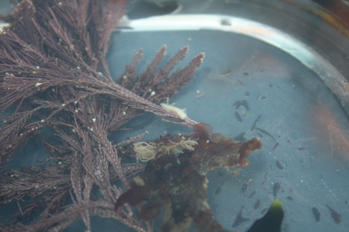 Diaphorodoris lirulatocauda