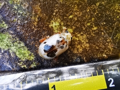 Acrocyum dorsalis