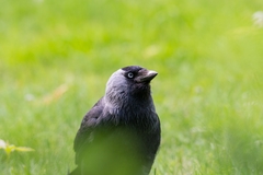 Corvus monedula