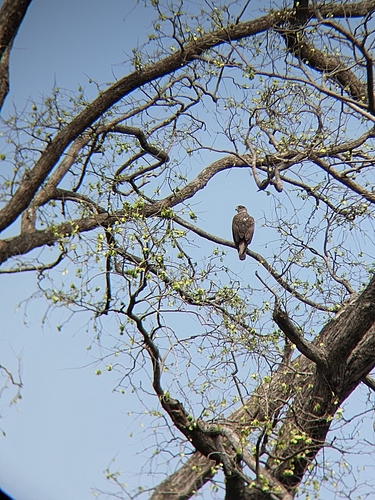 Aquila fasciata fasciata