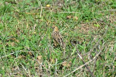 Cisticola brunnescens